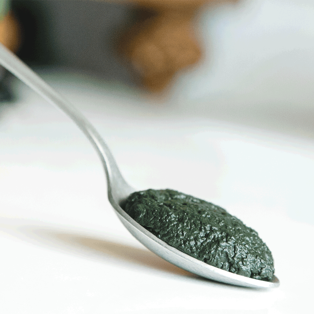 A Spoonful of Fresh Spirulina